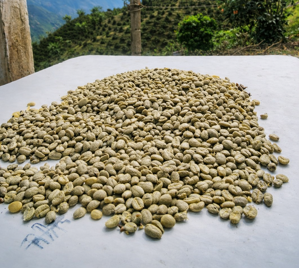 Secado natural de los granos de café al sol de los Andes